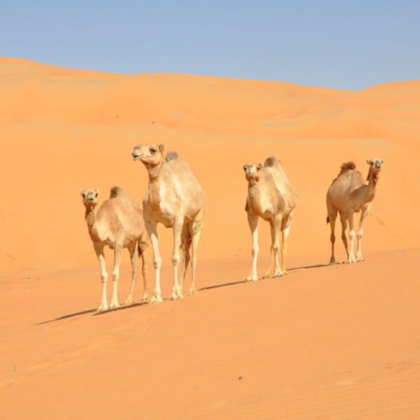 camel ride